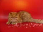 Isya - Exotic Cat For Sale - Yucca Valley&comma; CA&comma; US