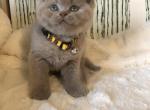 British Shorthair litter - British Shorthair Cat For Sale - Battle Ground&comma; WA&comma; US
