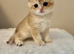 Elton - Scottish Straight Cat For Sale - Brooklyn&comma; NY&comma; US