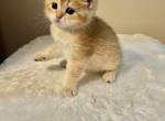 Richmond - Scottish Straight Cat For Sale - Brooklyn&comma; NY&comma; US