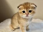 Freddy - Scottish Fold Cat For Sale - Brooklyn&comma; NY&comma; US