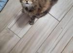 Female Black Tortie Tabby Maine Coon - Maine Coon Cat For Sale - Cumming&comma; GA&comma; US