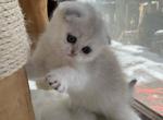 Tuna - Scottish Fold Cat For Sale - Houston&comma; TX&comma; US