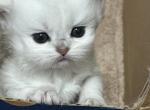 Scottish Fold Silver Shaded Long Hair Boy Chandler - Scottish Fold Cat For Sale - Odessa&comma; FL&comma; US