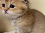 Litter c - Scottish Fold Cat For Sale - Staten Island&comma; NY&comma; US