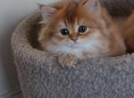 Lilu - Scottish Fold Cat For Sale - New York&comma; NY&comma; US