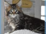 Rev 4 - Maine Coon Cat For Sale - Manchester&comma; NH&comma; US