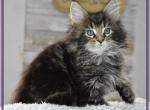 Rev 6 - Maine Coon Cat For Adoption - Manchester&comma; NH&comma; US