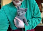 Fern and Jasper Litter - Russian Blue Cat For Sale - Hallsville&comma; MO&comma; US