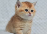 Chloe - Scottish Fold Cat For Sale - Atlanta&comma; GA&comma; US