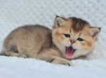 Cedar - Scottish Fold Cat For Sale - Atlanta&comma; GA&comma; US