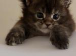 Polydactl Female Black Tortie Maine Coon - Maine Coon Cat For Sale - Cumming&comma; GA&comma; US