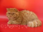 Marselle - Exotic Cat For Sale - Yucca Valley&comma; CA&comma; US
