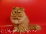 Portos - Persian Cat For Sale - Yucca Valley&comma; CA&comma; US