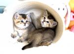 Coconut - Scottish Fold Cat For Sale - Atlanta&comma; GA&comma; US