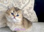 British long haired kitten - British Shorthair Cat For Sale - Thornton&comma; CO&comma; US