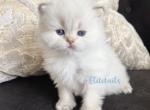 British colorpoint kitten - British Shorthair Cat For Sale - Thornton&comma; CO&comma; US