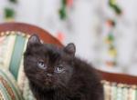 American curl kittens - American Curl Cat For Sale - Omaha&comma; NE&comma; US