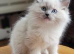 Blue mitted - Ragdoll Cat For Sale - Farmville&comma; VA&comma; US