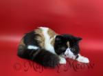 Jesica - Exotic Cat For Sale - Yucca Valley&comma; CA&comma; US