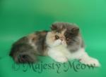 Eva - Persian Cat For Sale - Yucca Valley&comma; CA&comma; US