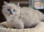 Blue mink mitted - Ragdoll Cat For Sale - Farmville&comma; VA&comma; US