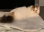 Melisa - Persian Cat For Sale - Yucca Valley&comma; CA&comma; US