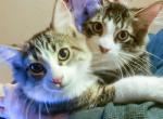Male Main Coon Kitten Twins - Maine Coon Cat For Sale - Ann Arbor&comma; MI&comma; US
