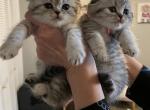 Stunning Scottish folds and straights - Scottish Fold Cat For Sale - Grand Rapids&comma; MI&comma; US