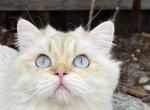 Scottish Fold Male Golden Color Point Long Hair - Scottish Fold Cat For Sale - Odessa&comma; FL&comma; US