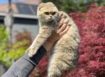 Betty Scottish Fold - Scottish Fold Cat For Sale - Sacramento&comma; CA&comma; US