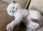 Peet 2 aka Dumpling - Munchkin Cat For Sale - Denver&comma; CO&comma; US