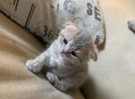 Peet 3 aka Mavis - Munchkin Cat For Sale - Denver&comma; CO&comma; US