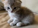 Peet 1 aka Marki - Munchkin Cat For Sale - Denver&comma; CO&comma; US