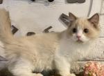 Lillys Bicolor boy - Ragdoll Cat For Sale - Salem&comma; OR&comma; US