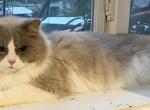 Blue - Ragdoll Cat For Sale/Retired Breeding - Salem&comma; OR&comma; US