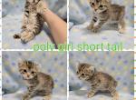Female highlander brown spotted - Highlander Cat For Sale - Frenchtown&comma; MI&comma; US