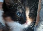 Calico Manx Polydactyl Female - Polydactyl Cat For Sale - Mokelumne Hill&comma; CA&comma; US