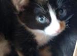 Calico Manx Female 3 - Manx Cat For Sale - Mokelumne Hill&comma; CA&comma; US