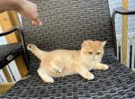Ariella Black Golden Shaded girl - British Shorthair Cat For Sale - NY&comma; US