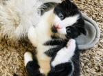 Boris - Scottish Fold Cat For Sale - WI&comma; US