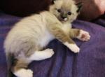 Milky - Ragdoll Cat For Sale - WI&comma; US