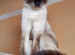 Goliath - Balinese Cat For Sale - Brooklyn&comma; NY&comma; US