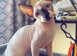 Sphynx male kitten - Sphynx Cat For Sale - Brooklyn&comma; NY&comma; US