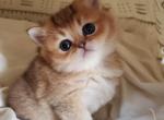 Gorgeous GOLDENS - British Shorthair Cat For Sale - Grand Rapids&comma; MI&comma; US