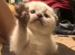 Ping - Munchkin Cat For Sale - Denver&comma; CO&comma; US