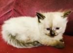 Kruella Blondi - Ragdoll Cat For Sale - WI&comma; US