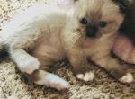 Brice - Scottish Fold Cat For Sale - WI&comma; US
