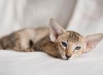 Dolly - Oriental Cat For Sale - Brooklyn&comma; NY&comma; US