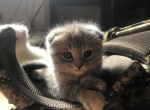 Pluto - Munchkin Cat For Sale - Denver&comma; CO&comma; US